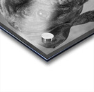 Studio portrait of boxer dog 213166 Acrylic print