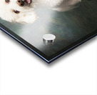 Studio portrait of Bichon Frise Poodle mix dog 213285 Acrylic print