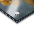 Portrait of Golden Retriever 213048 Acrylic print