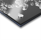 Cherry Blossoms Washington DC USA 152181 Acrylic print