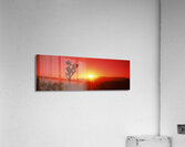 SIL Joshua tree dusk Joshua Tree Ntl Pk CA 111797 Acrylic Print