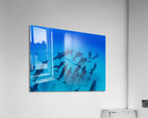 School of dolphins swimming in Pacific Ocean HI 175014 Acrylic Print