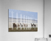 Herd of Icelandic Horses running free Skagafjordur Iceland 168756 Acrylic Print