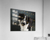 Studio shot of Border Collie 208259 Acrylic Print