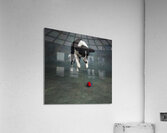 Studio shot of Border Collie jumping 208268 Acrylic Print