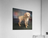 Studio portrait of Golden Retriever puppy 208376 Acrylic Print