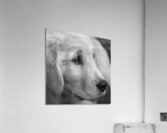Close-up of Golden Retriever puppy 208382 Acrylic Print