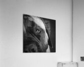Close-up of Mastiff 208523 Acrylic Print