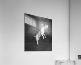 Studio shot of Jack Russell Terrier playing with tennis ball 208484 Acrylic Print