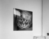 Close-up of cat 208802 Acrylic Print