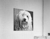 Portrait of Mini Goldendoodle 208636 Acrylic Print