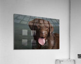 Portrait of Chocolate Labrador sticking out tongue 209001 Acrylic Print