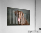 Portrait of Chocolate Labrador sticking out tongue 209009 Acrylic Print