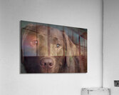 Portrait of Chocolate Labrador 208998 Acrylic Print