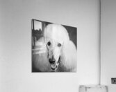 Portrait of Poodle 212879 Acrylic Print