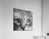 Close-up of Tabby cats eyes 213146 Acrylic Print