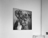 Studio portrait of boxer dog 213166 Acrylic Print