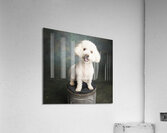 Studio portrait of Bichon Frise Poodle mix dog 213285 Acrylic Print