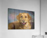 Portrait of Golden Retriever 213048 Acrylic Print