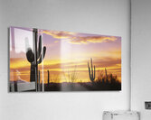 Sunset over Cactus Saguaro National Park AZ 85662 Acrylic Print