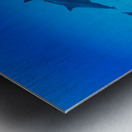 School of dolphins swimming in Pacific Ocean HI 175014 Metal print