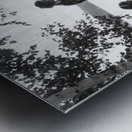 1930s 5 GIRLS AROUND CAMP FIRE ALGONQUIN PARK CA 177711 Metal print