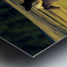 Herd of horses running Oregon United States 102763 Metal print