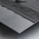 2 Arabian horses running on grassland Stelle Illinois USA 240617 Metal print