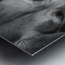 Close-up of Redbone Coonhound 208235 Metal print