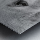 Close-up of Golden Retriever puppy 208382 Metal print