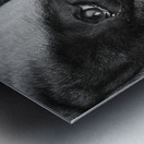 Close-up of Mastiff 208523 Metal print