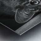 Close-up of cat 208802 Metal print