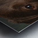 Portrait of Chocolate Labrador 208998 Metal print
