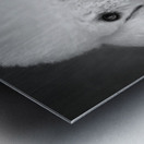 Portrait of Poodle 212879 Metal print