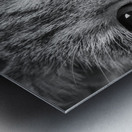 Close-up of Tabby cats eyes 213146 Metal print