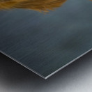 Portrait of Golden Retriever 213048 Metal print