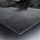 Portrait of Mini Poodle retrieving ball 212996 Metal print