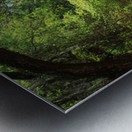 Live Oaks & Spanish Moss Wormsloe State Historic Site Savannah Georgia 85285 Metal print