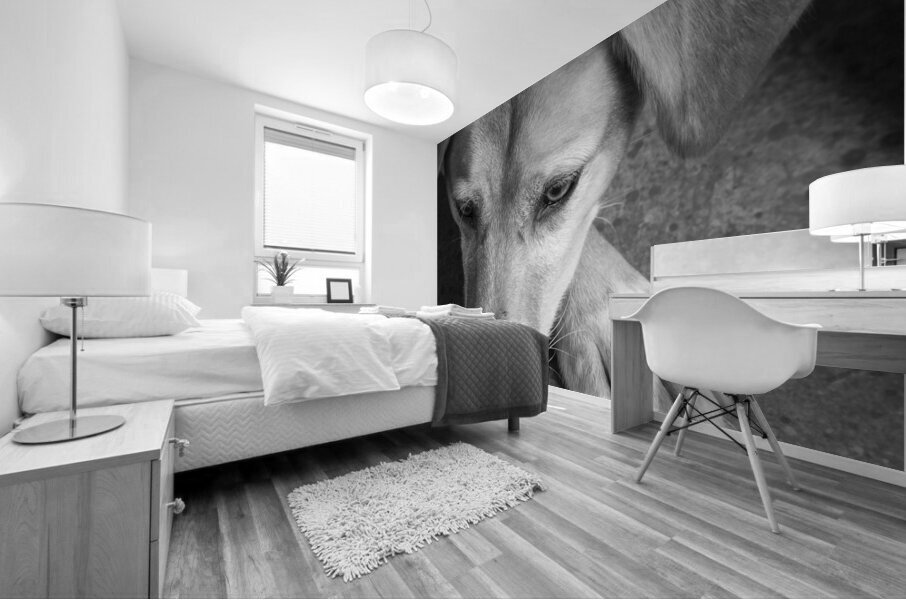 Close-up of Redbone Coonhound 208235 Mural print