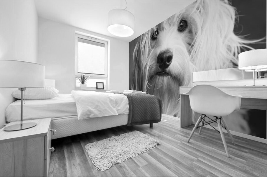 Portrait of Mini Goldendoodle 208636 Mural print