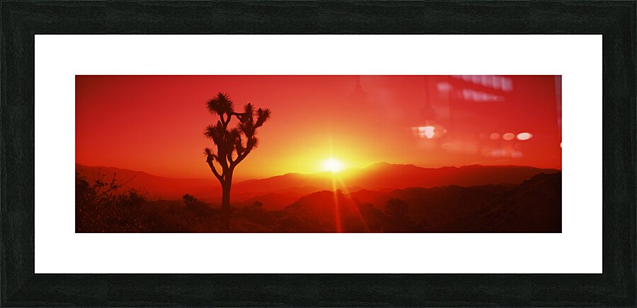 SIL Joshua tree dusk Joshua Tree Ntl Pk CA 111797 Picture Frame print