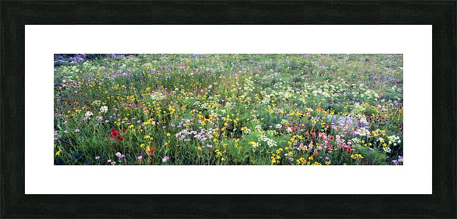 Field of wildflowers in Grand Teton Ntl Park WY 103942 Picture Frame print