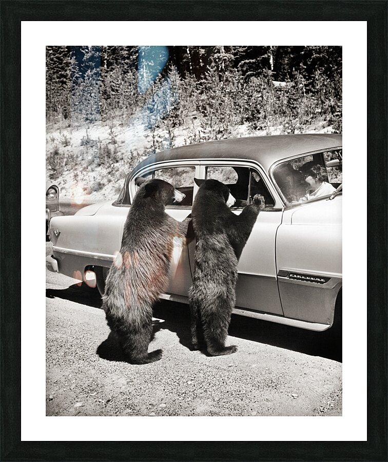 1950s TWO BLACK BEARS STANDING AT WINDOWS OF CAR 229783 Picture Frame print