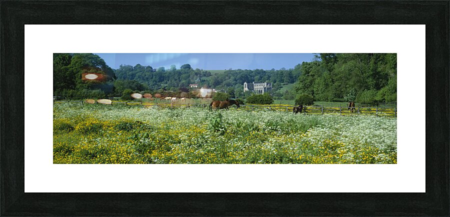 Horses grazing in field North Yorkshire England 76100 Picture Frame print