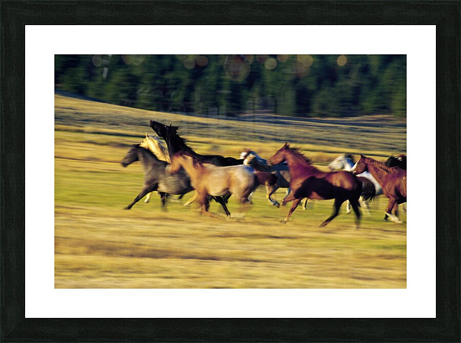 Herd of horses running Oregon United States 102763 Picture Frame print
