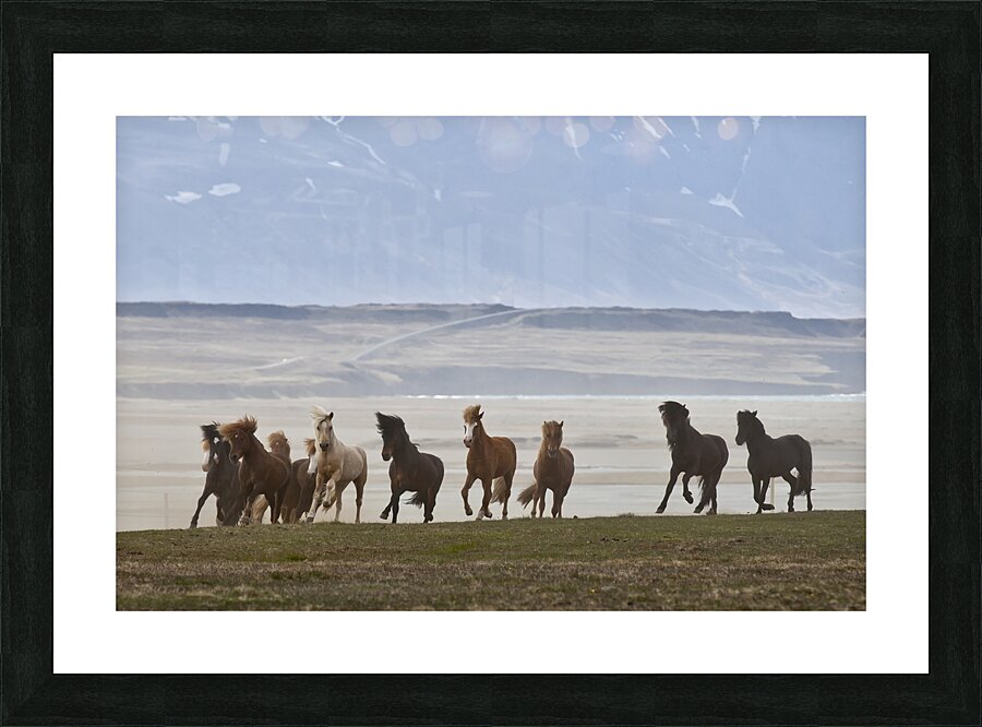 Herd of Icelandic Horses running free Skagafjordur Iceland 168756 Picture Frame print