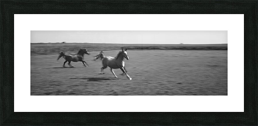 2 Arabian horses running on grassland Stelle Illinois USA 240617 Picture Frame print