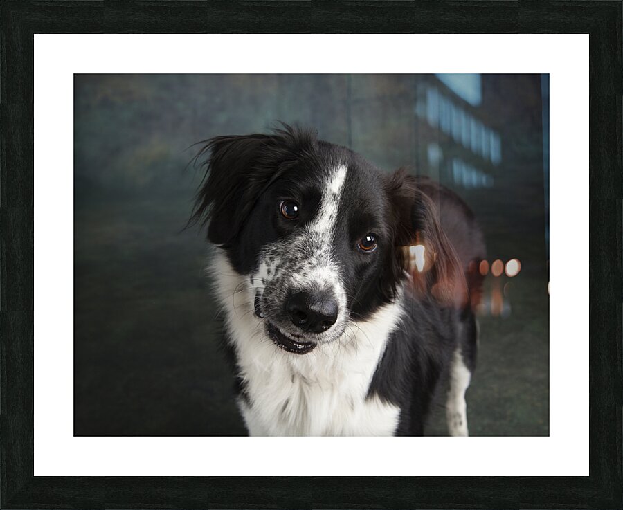 Studio shot of Border Collie 208259 Picture Frame print