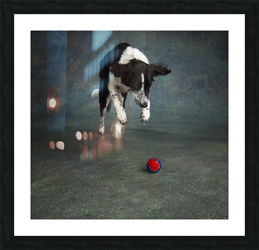 Studio shot of Border Collie jumping 208268 Picture Frame print