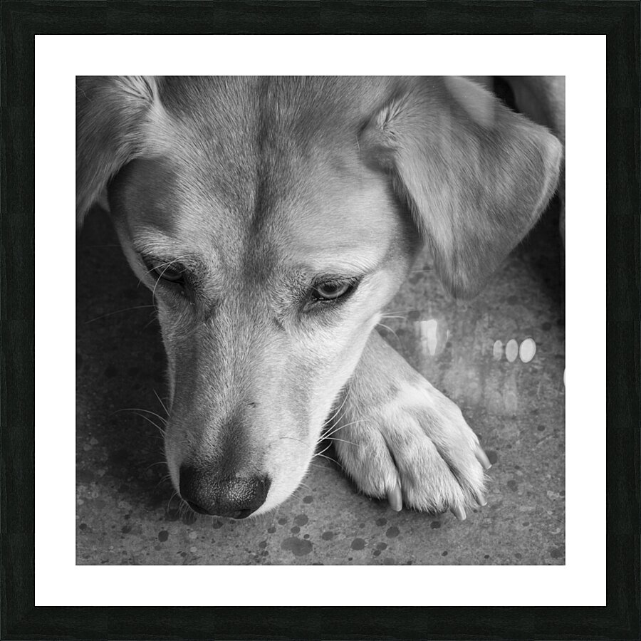 Close-up of Redbone Coonhound 208235 Picture Frame print